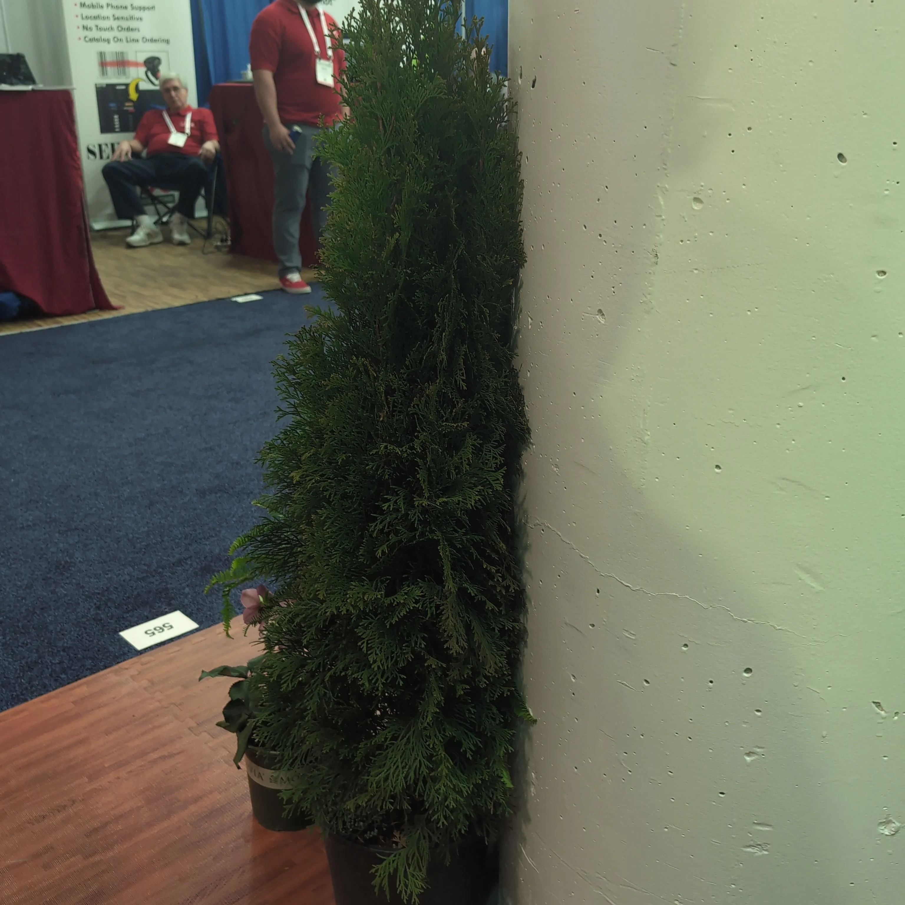 Arborvitae, Emerald Green Arborvitae - Image 9