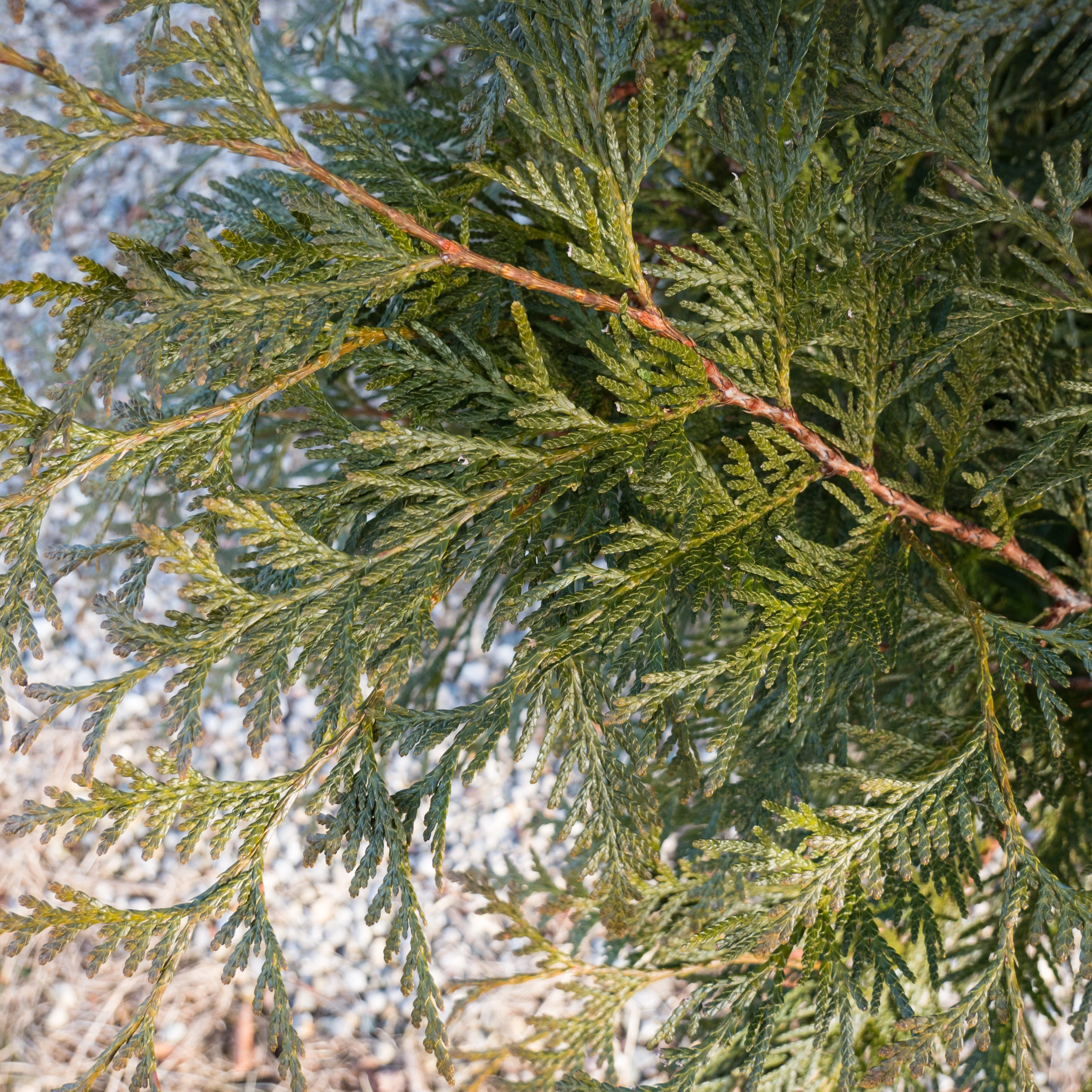 Arborvitae, Spring Grove® Arborvitae - Image 3