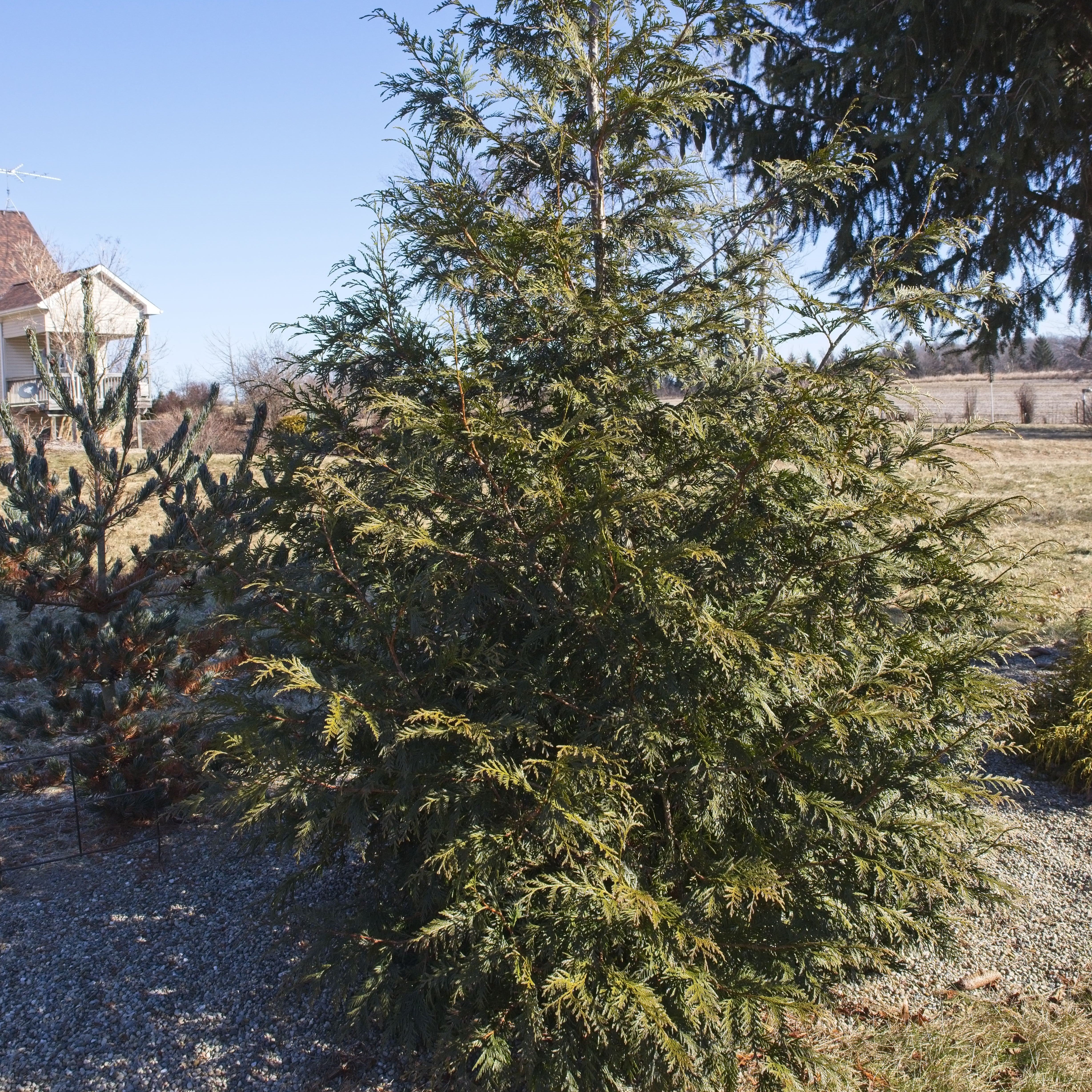 Arborvitae, Spring Grove® Arborvitae - Image 4
