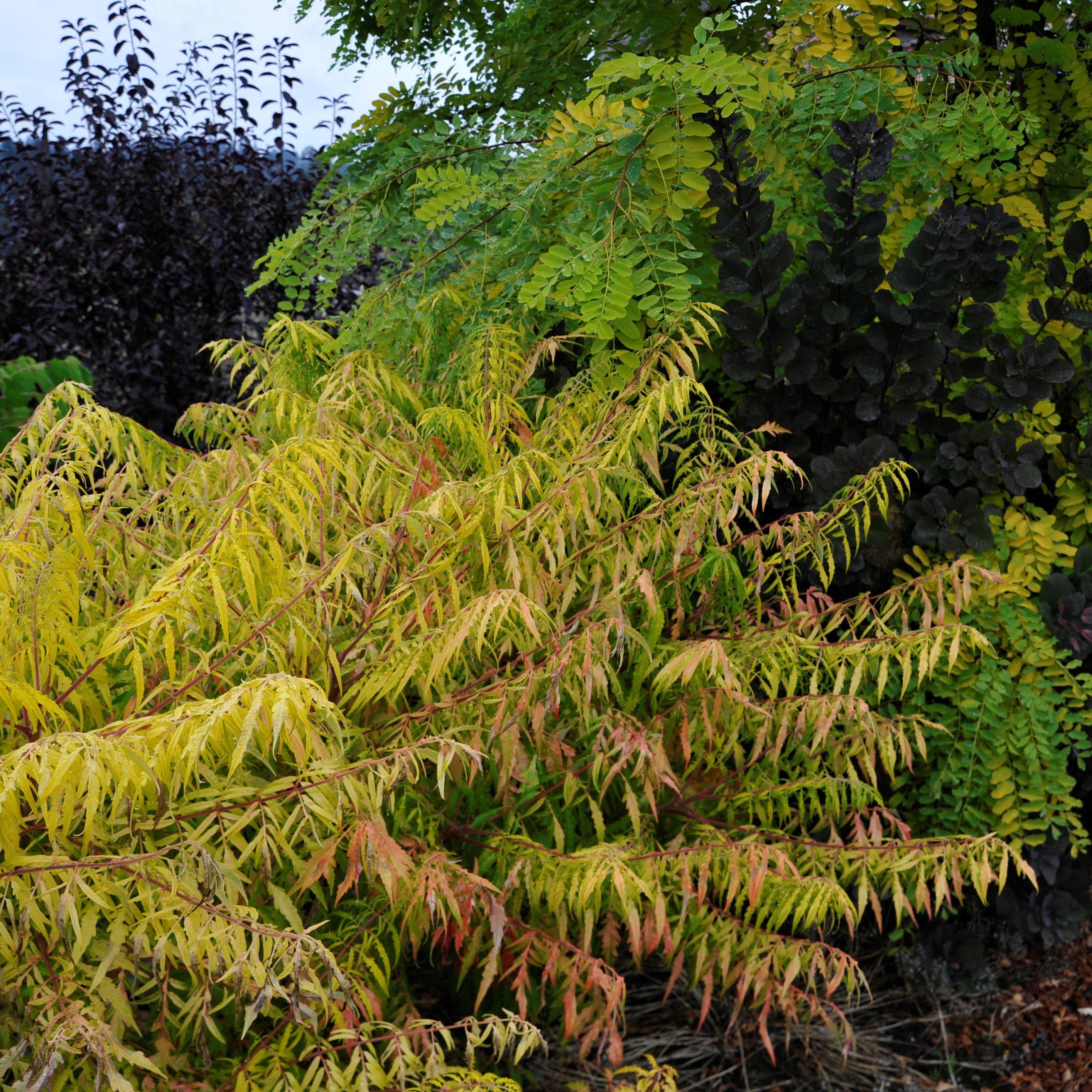 Sumac, First Editions® Tiger Eyes Staghorn Sumac - Image 3