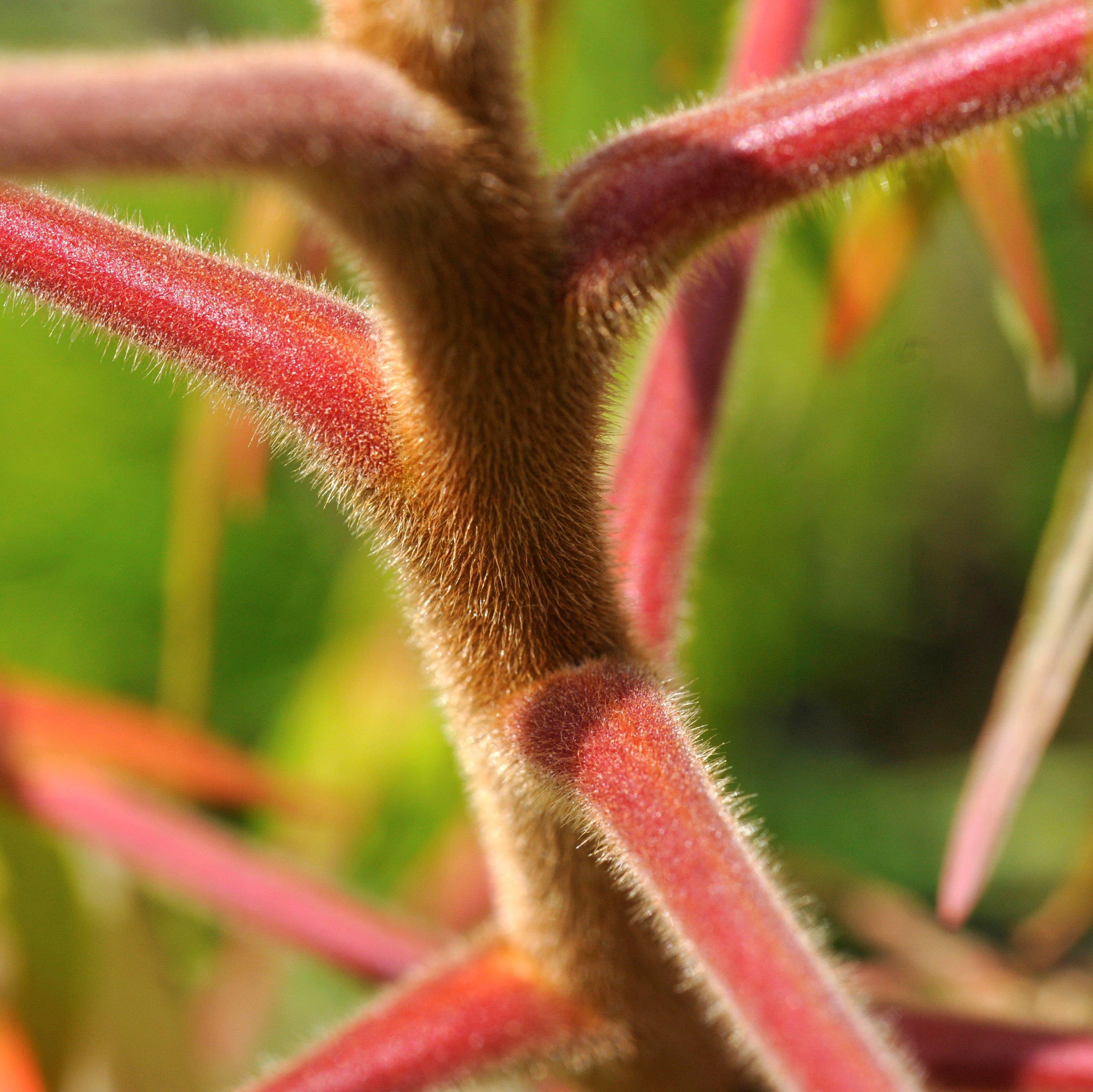 Sumac, First Editions® Tiger Eyes Staghorn Sumac - Image 4