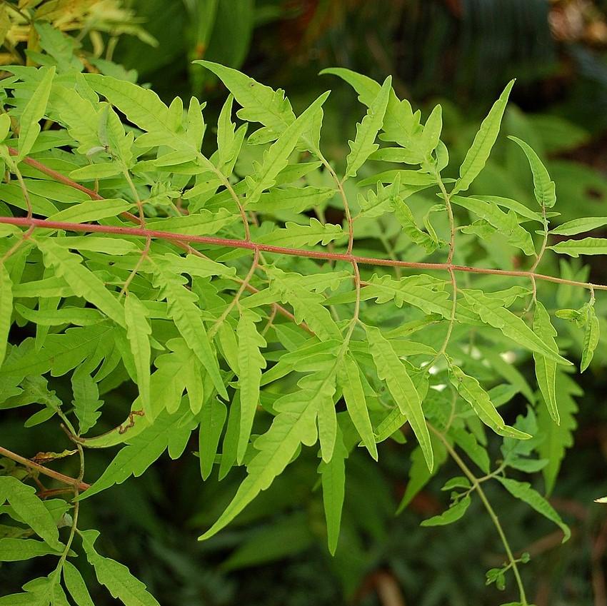 Sumac, First Editions® Tiger Eyes Staghorn Sumac - Image 5