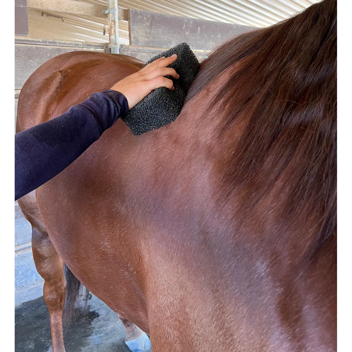 Tiger's Tongue Horse Groomer Epona - Image 4