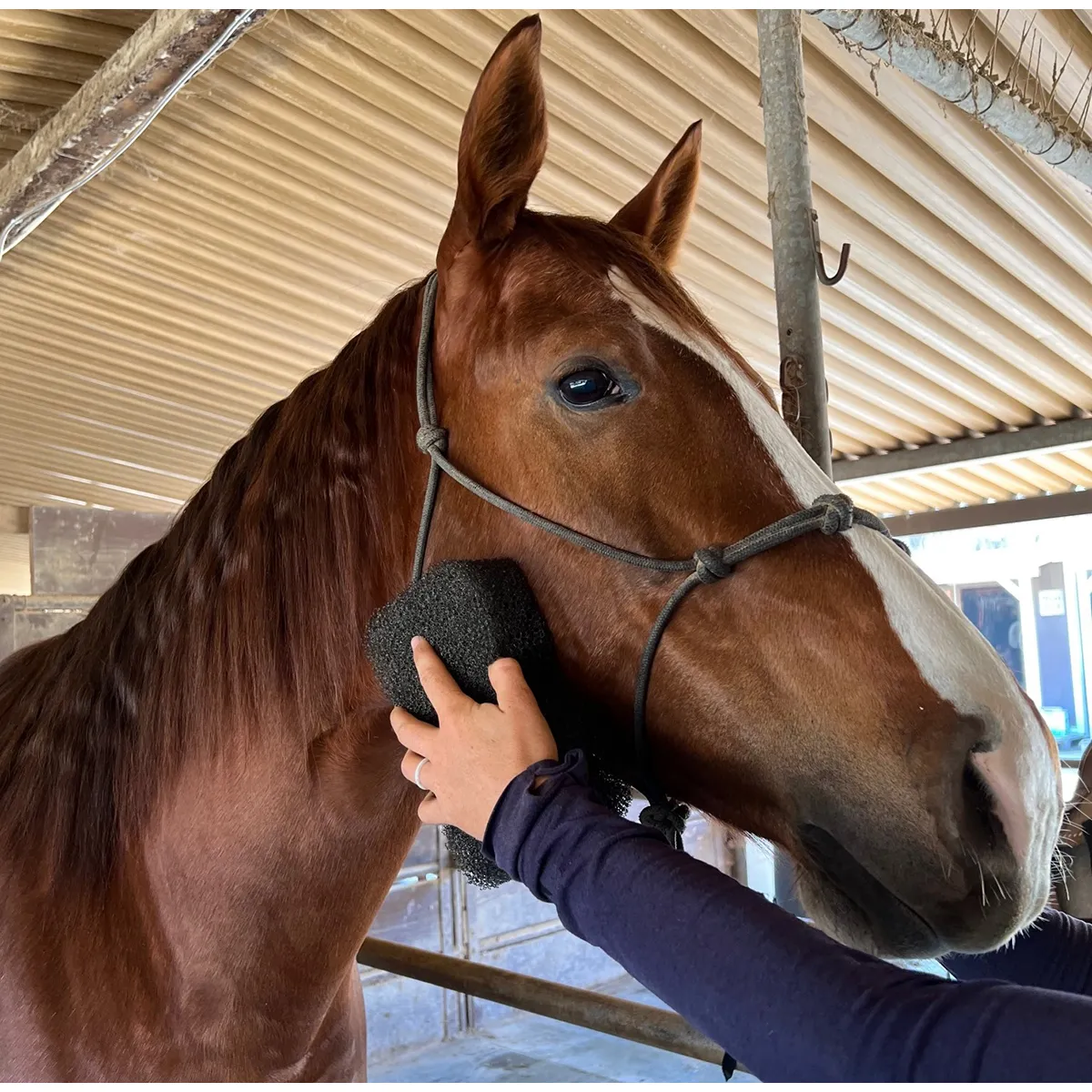 Tiger's Tongue Horse Groomer Epona - Image 5