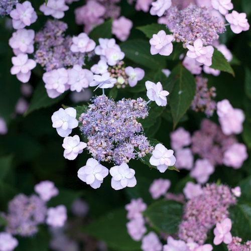 Hydrangea, Tiny Tuff Stuff™ Serrata Hydrangea - Image 2