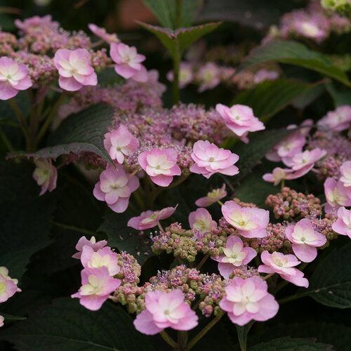 Hydrangea, Tiny Tuff Stuff™ Serrata Hydrangea - Image 3