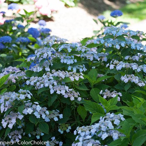 Hydrangea, Tiny Tuff Stuff™ Serrata Hydrangea - Image 4