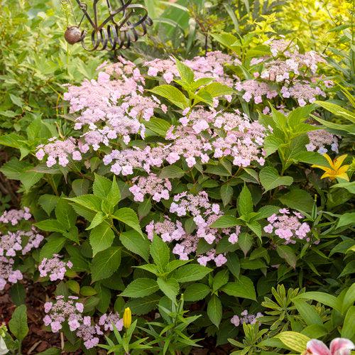 Hydrangea, Tiny Tuff Stuff™ Serrata Hydrangea - Image 5