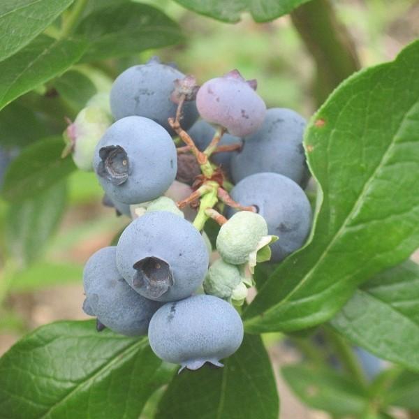 Blueberry, Patriot Highbush Blueberry - Image 3