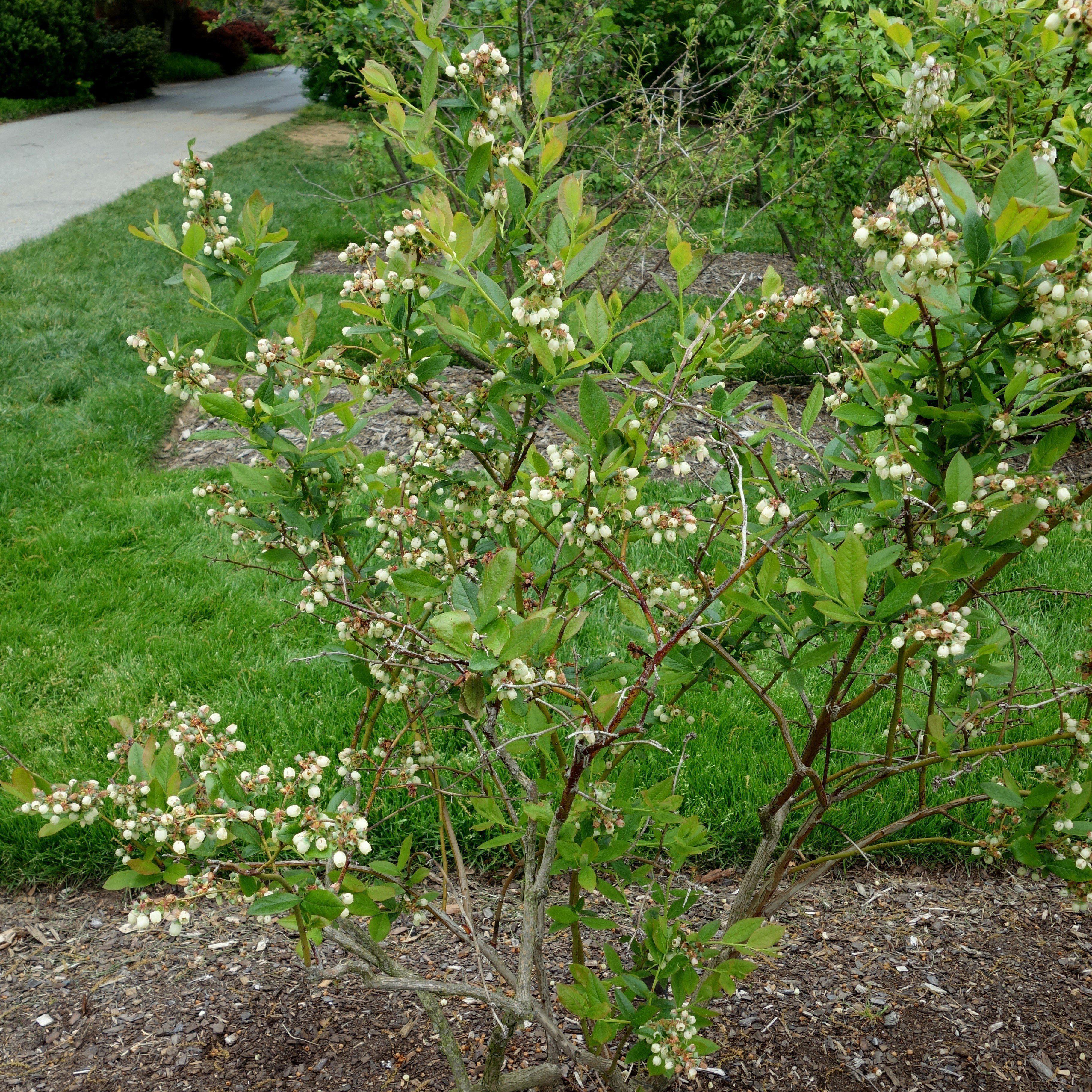 Blueberry, Patriot Highbush Blueberry - Image 4