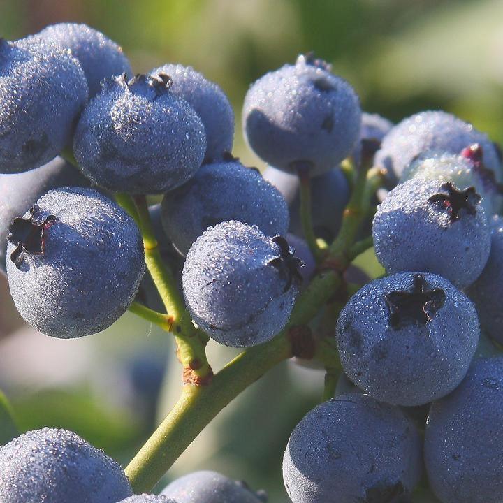 Blueberry, Bluegold Blueberry