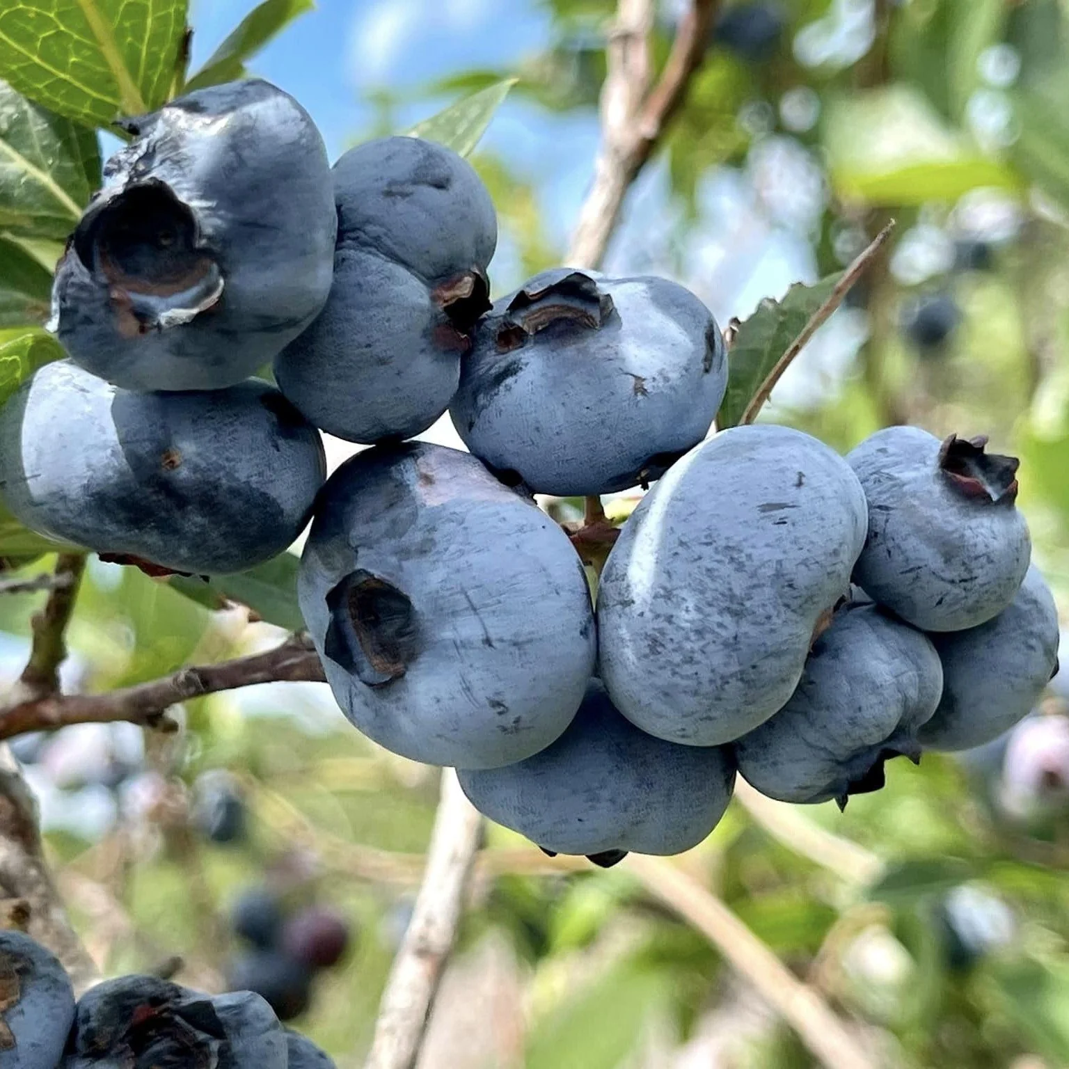 Blueberry, Chandler Blueberry - Image 3