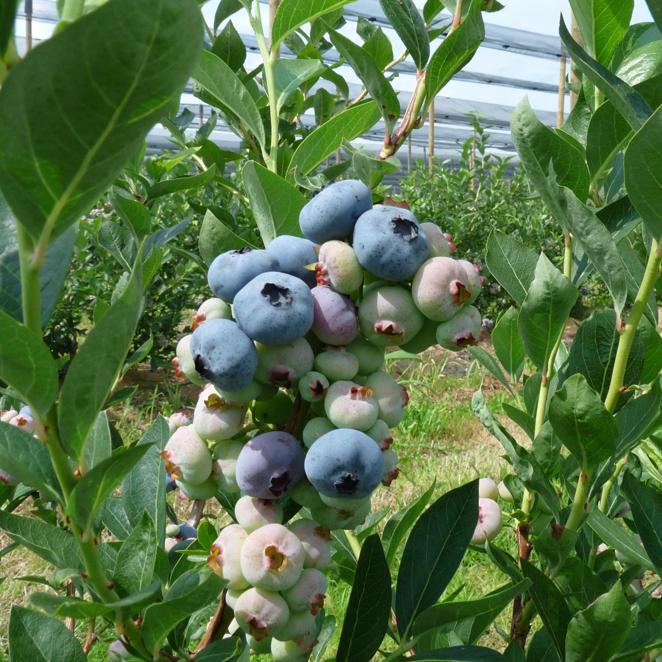 Blueberry, Chandler Blueberry - Image 4