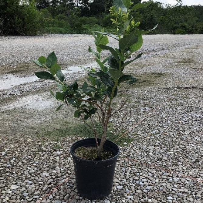 Blueberry, Duke Highbush Blueberry - Image 3