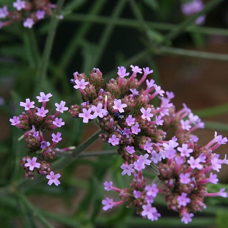 Verbena, Lollipop Verbena - Image 3