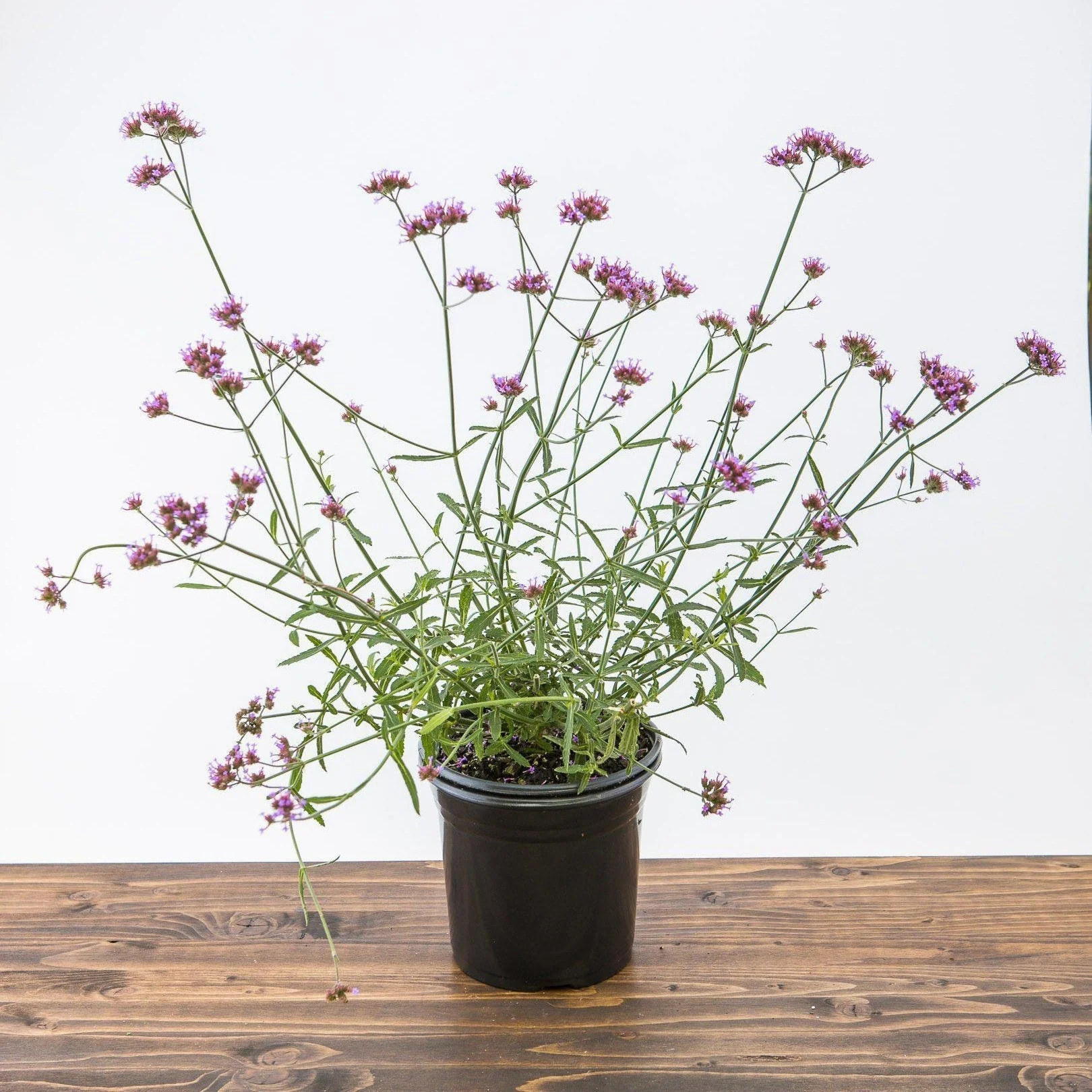 Verbena, Lollipop Verbena - Image 5