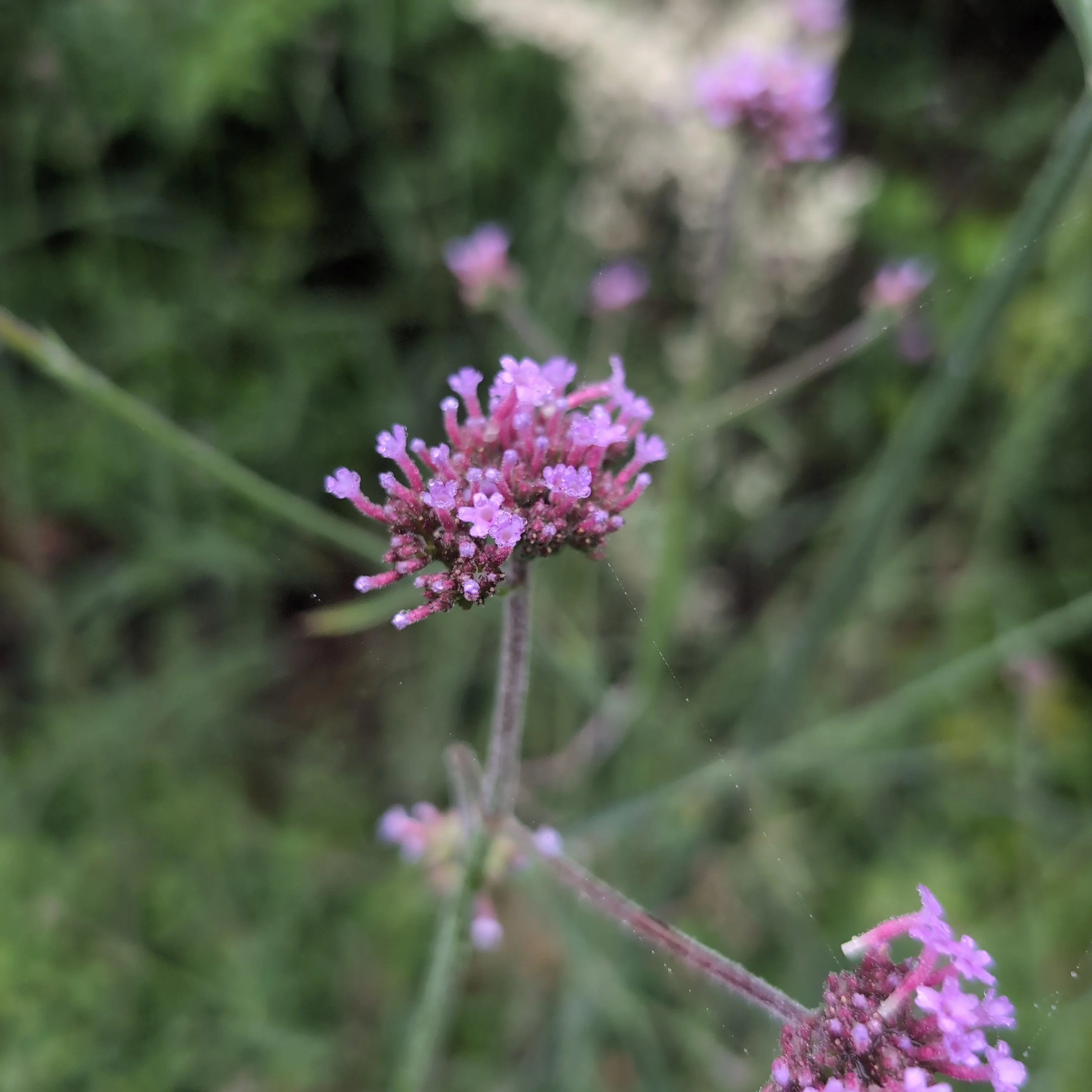 Verbena, Lollipop Verbena - Image 6