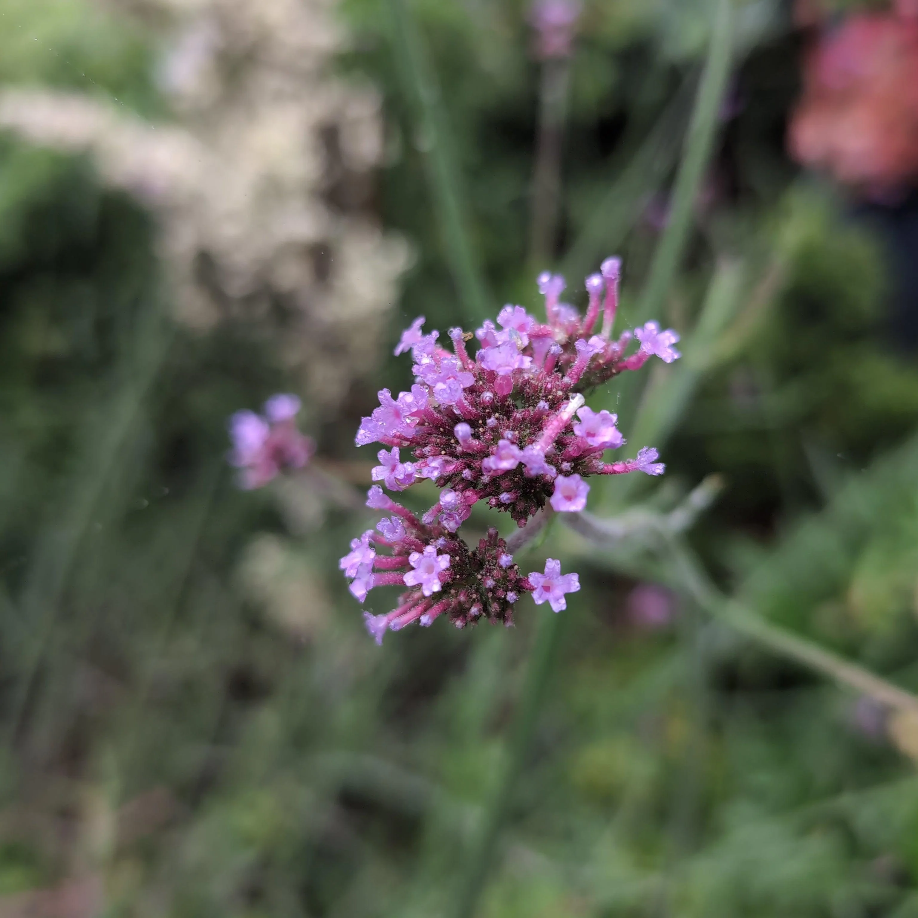 Verbena, Lollipop Verbena - Image 7