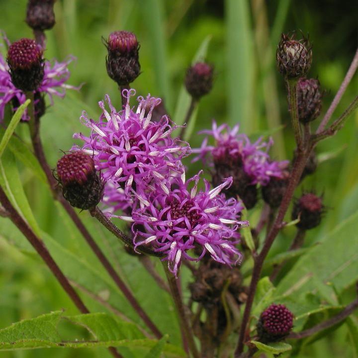 Ironweed, New York Ironweed - Image 2