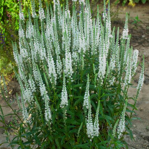Veronica, Magic Show® White Wands Speedwell - Image 3