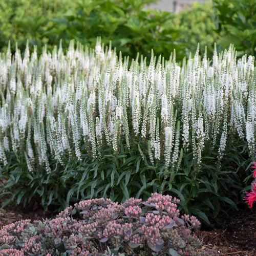 Veronica, Magic Show® White Wands Speedwell - Image 4