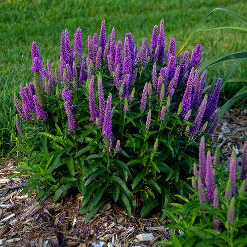 Veronica, PW® Magic Show® Purple Illusion Veronica - Image 3