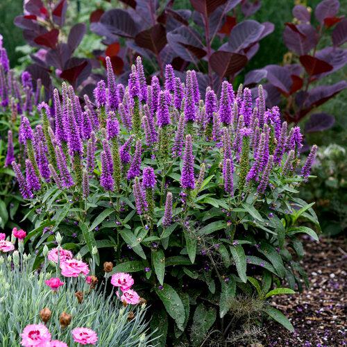 Veronica, PW® Magic Show® Purple Illusion Veronica - Image 5