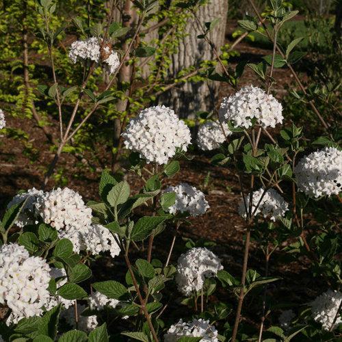 Viburnum, Spice Baby Viburnum - Image 3