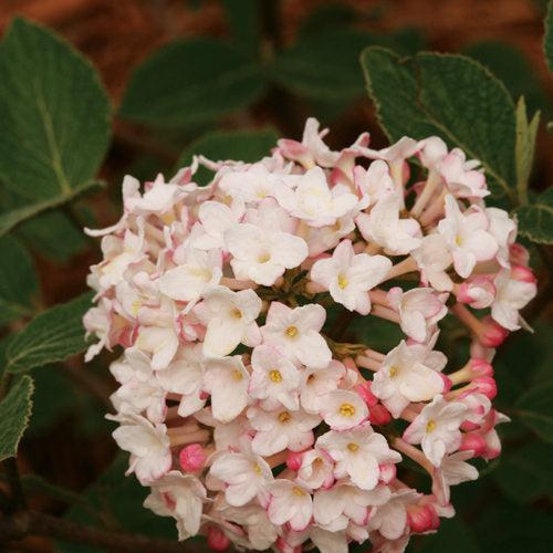 Viburnum, Spice Baby Viburnum - Image 4