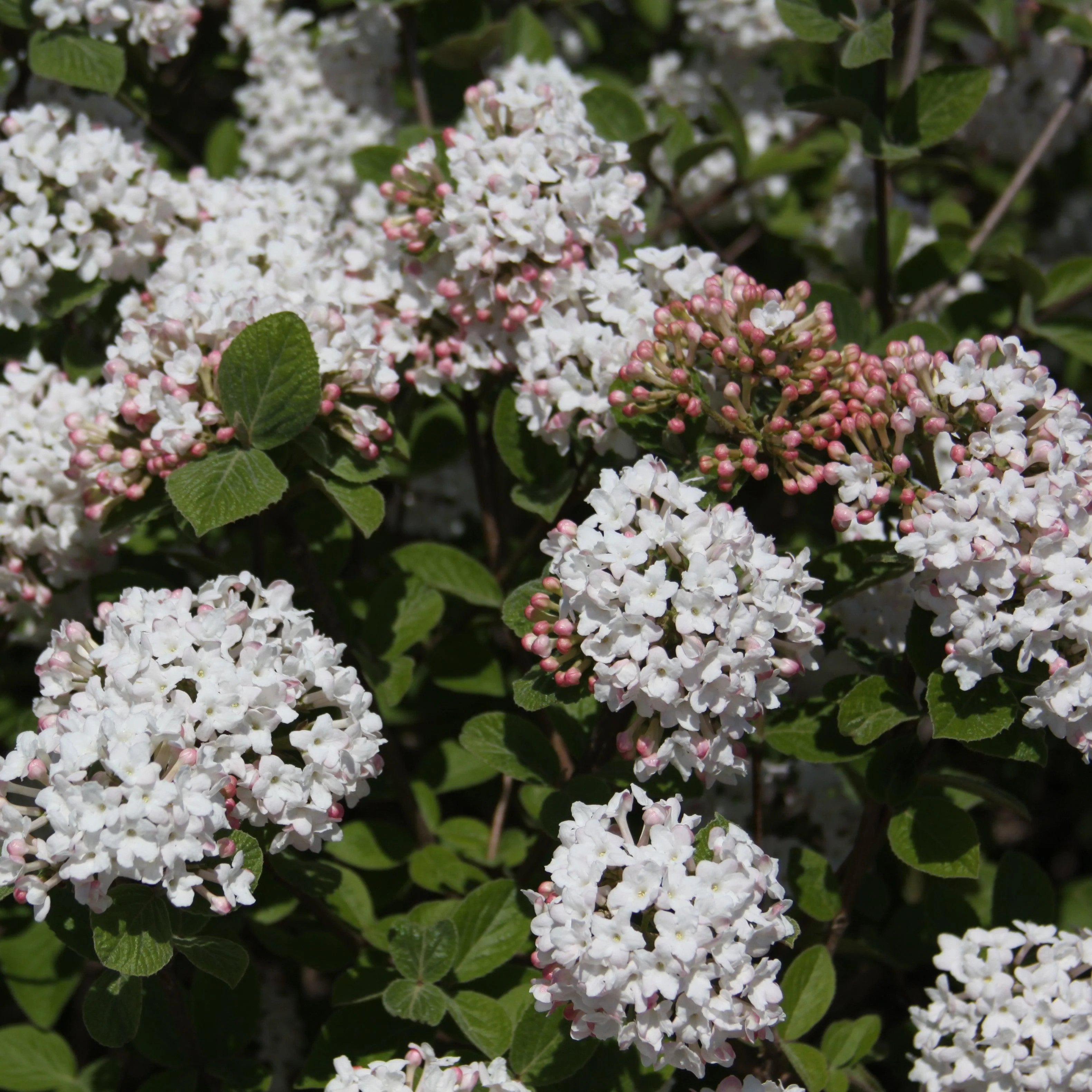 Viburnum, Spice Island™ Korean Spice Viburnum - Image 3