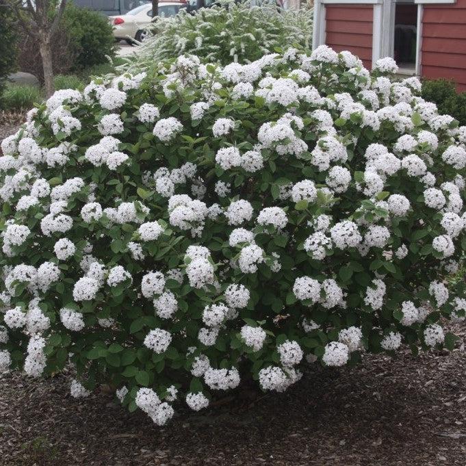 Viburnum, Spice Island™ Korean Spice Viburnum - Image 4
