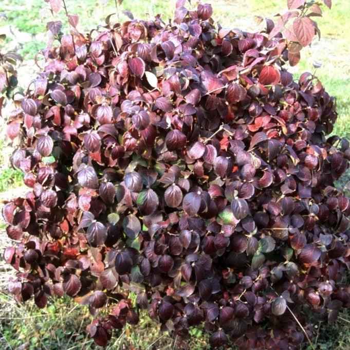 Viburnum, Spice Island™ Korean Spice Viburnum - Image 5