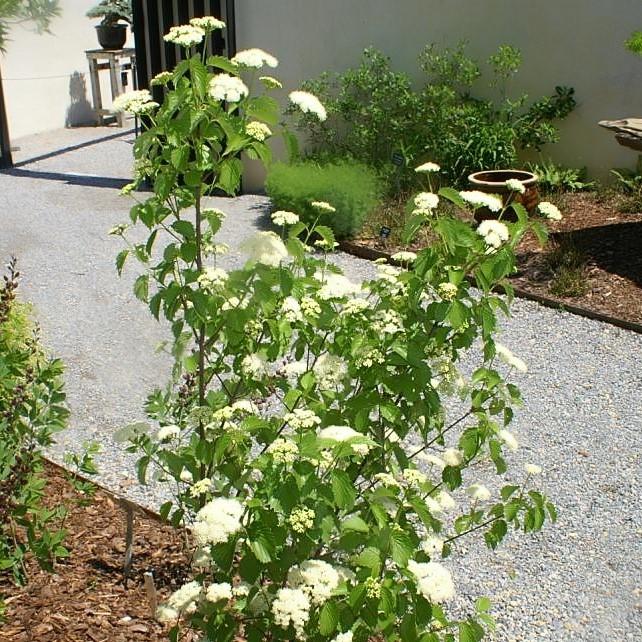 Viburnum, Blue Muffin® Arrowwood Viburnum