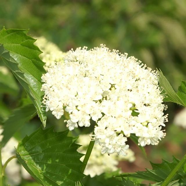 Viburnum, Blue Muffin® Arrowwood Viburnum - Image 2