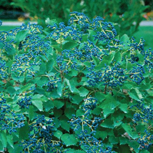 Viburnum, Blue Muffin® Arrowwood Viburnum - Image 3