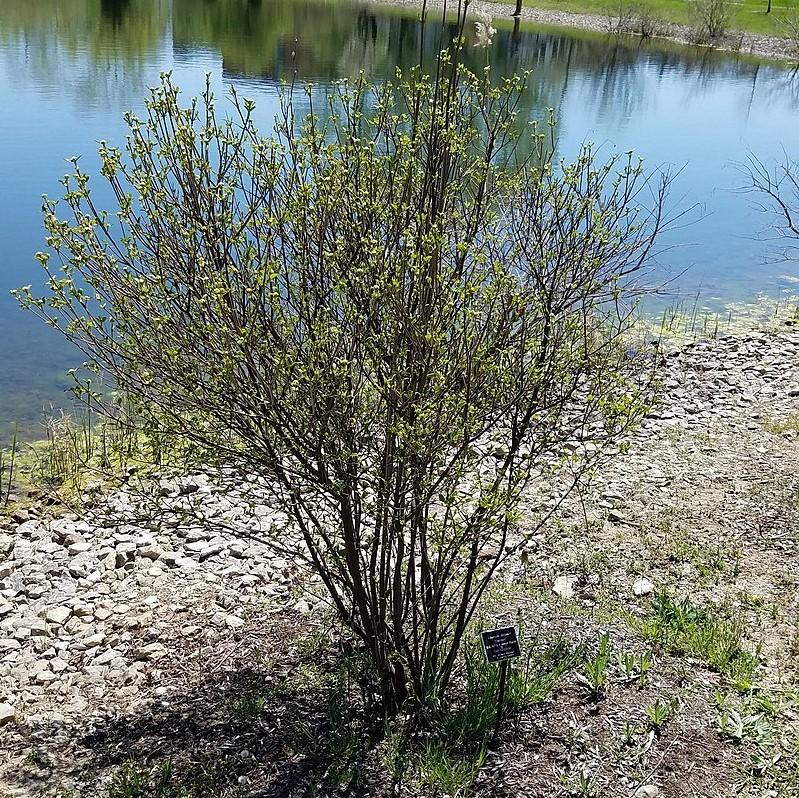 Viburnum, Blue Muffin® Arrowwood Viburnum - Image 4