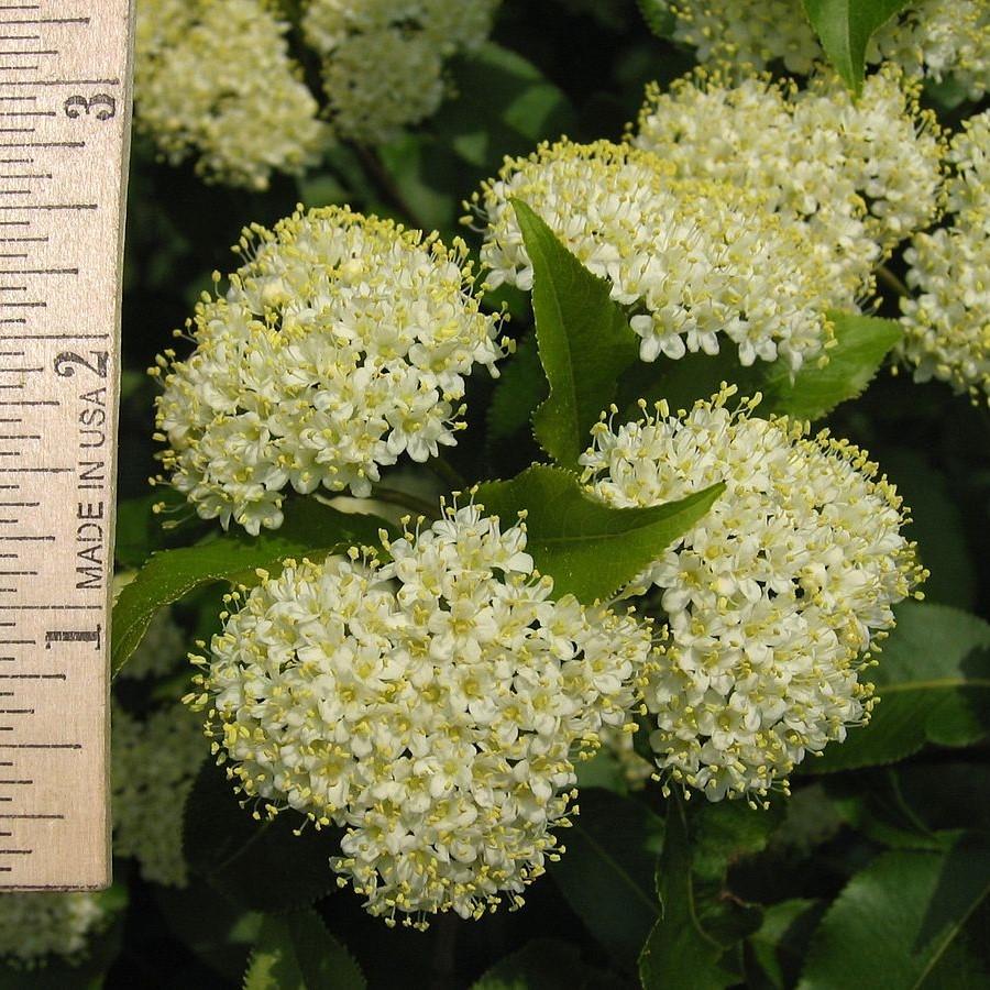 Viburnum, Nannyberry - Image 3