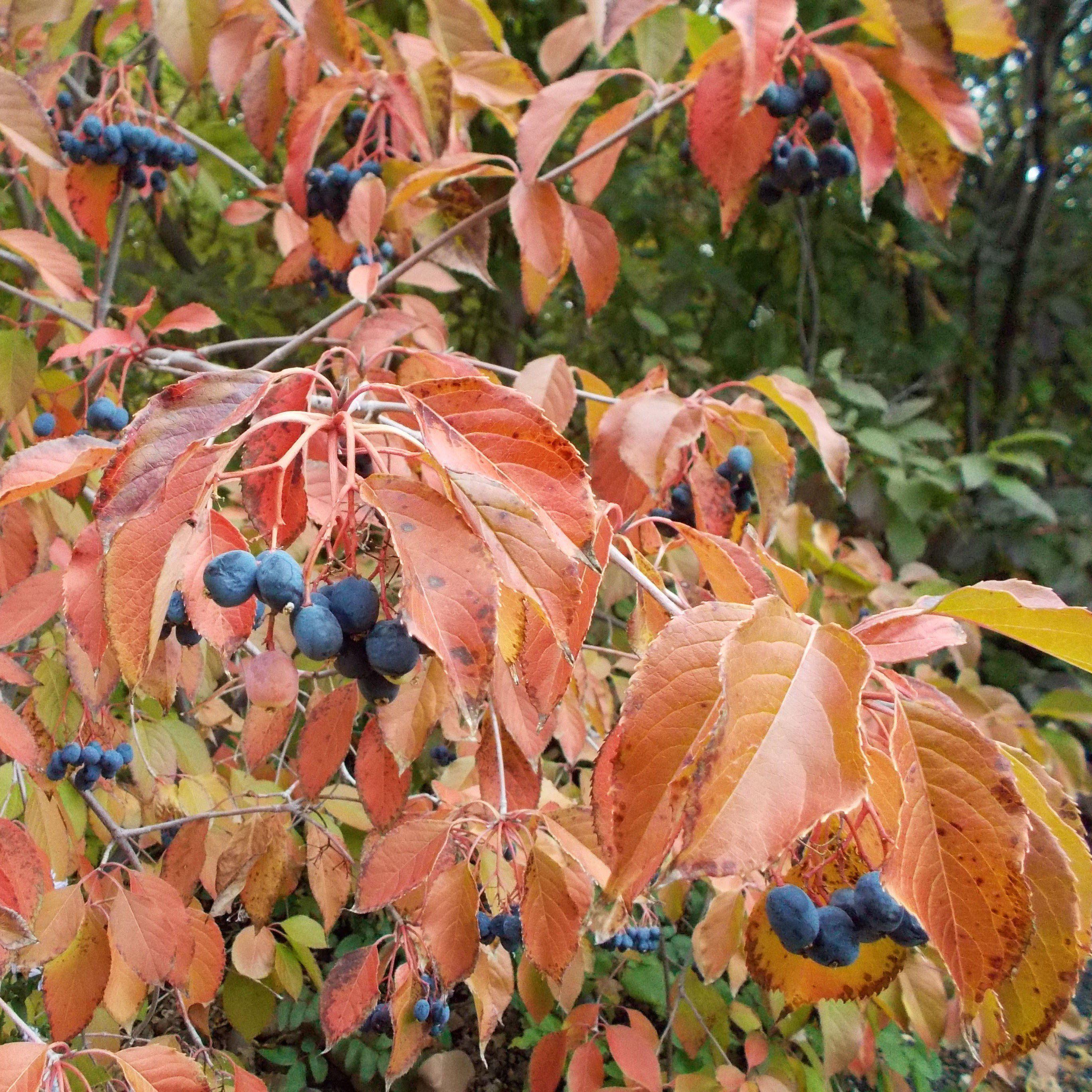 Viburnum, Nannyberry - Image 5