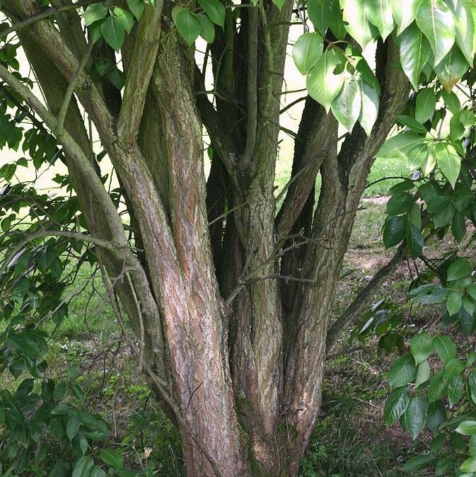 Viburnum, Nannyberry - Image 6
