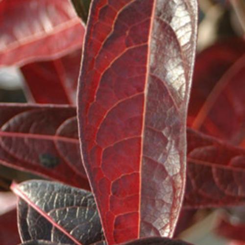 Viburnum, Brandywine™ Viburnum - Image 3