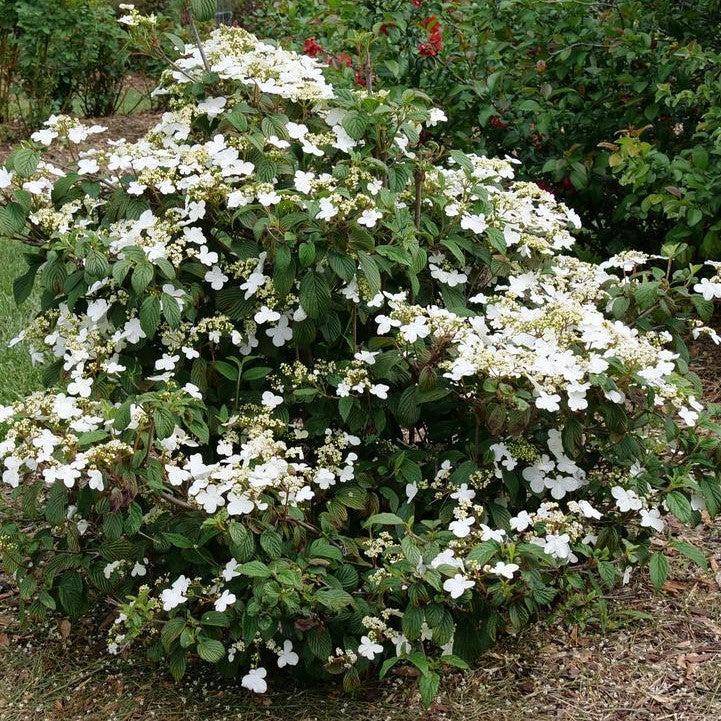 Viburnum, Steady Eddy Dublefile Viburnum