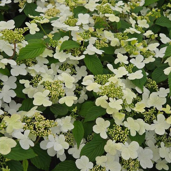 Viburnum, Steady Eddy Dublefile Viburnum - Image 2