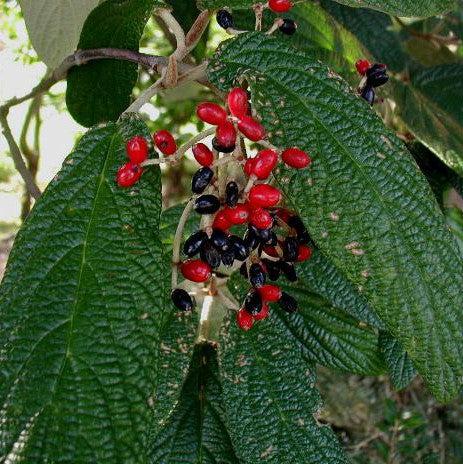 Viburnum, Leatherleaf Viburnum - Image 2