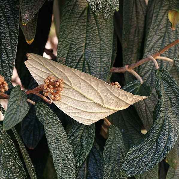 Viburnum, Leatherleaf Viburnum - Image 3