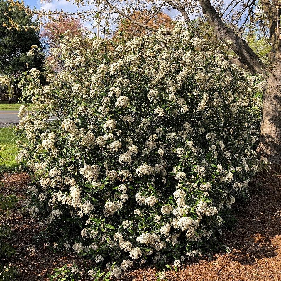 Viburnum, Leatherleaf Viburnum - Image 4
