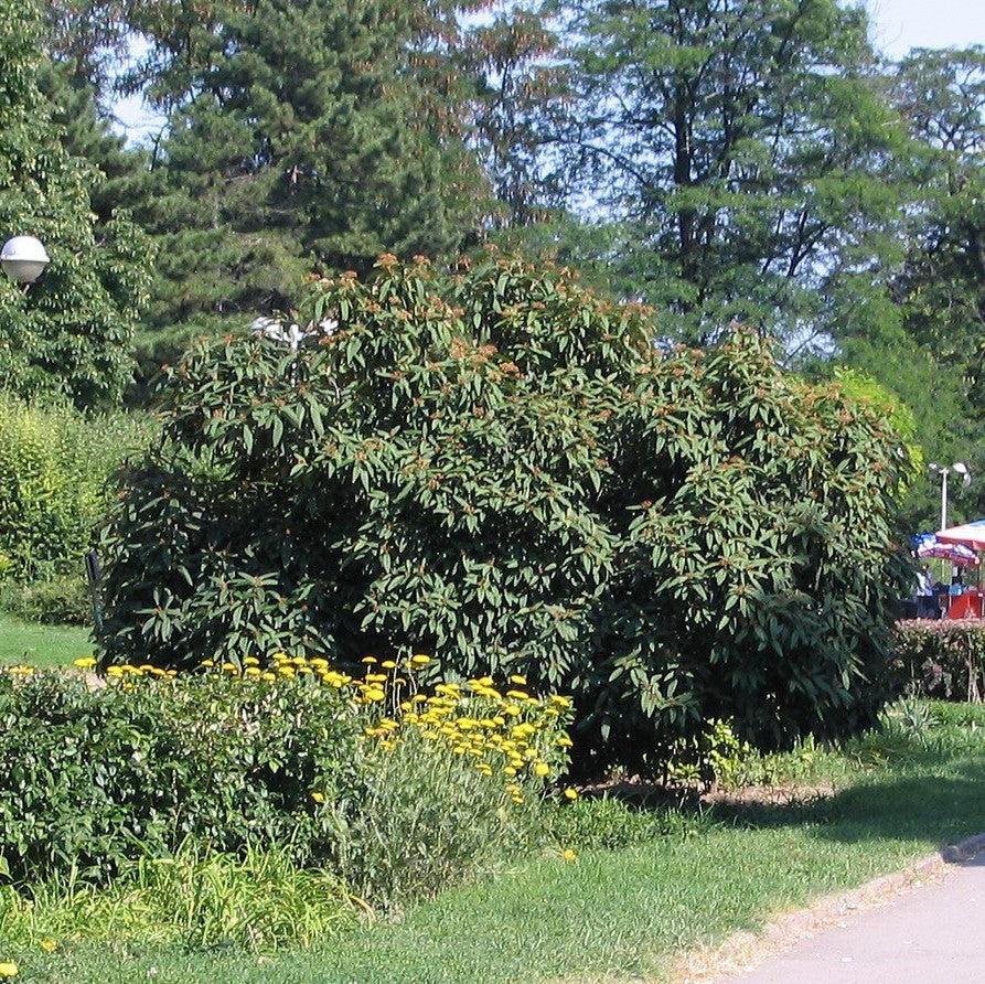 Viburnum, Leatherleaf Viburnum - Image 5