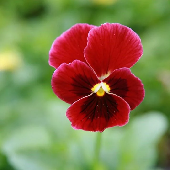 Viola, Penny™ Red Blotch Viola - Image 3