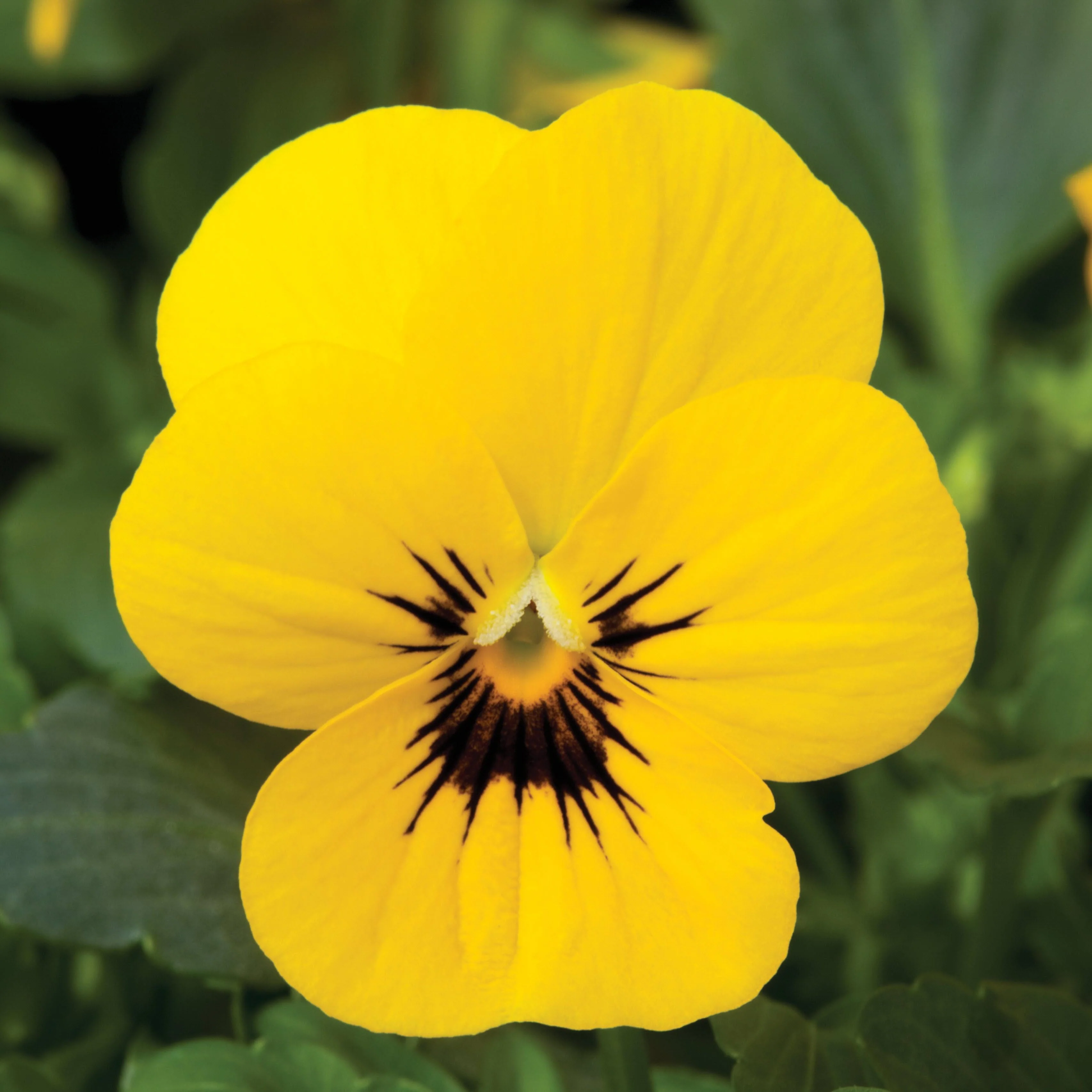 Viola, Penny™ Yellow Blotch Viola