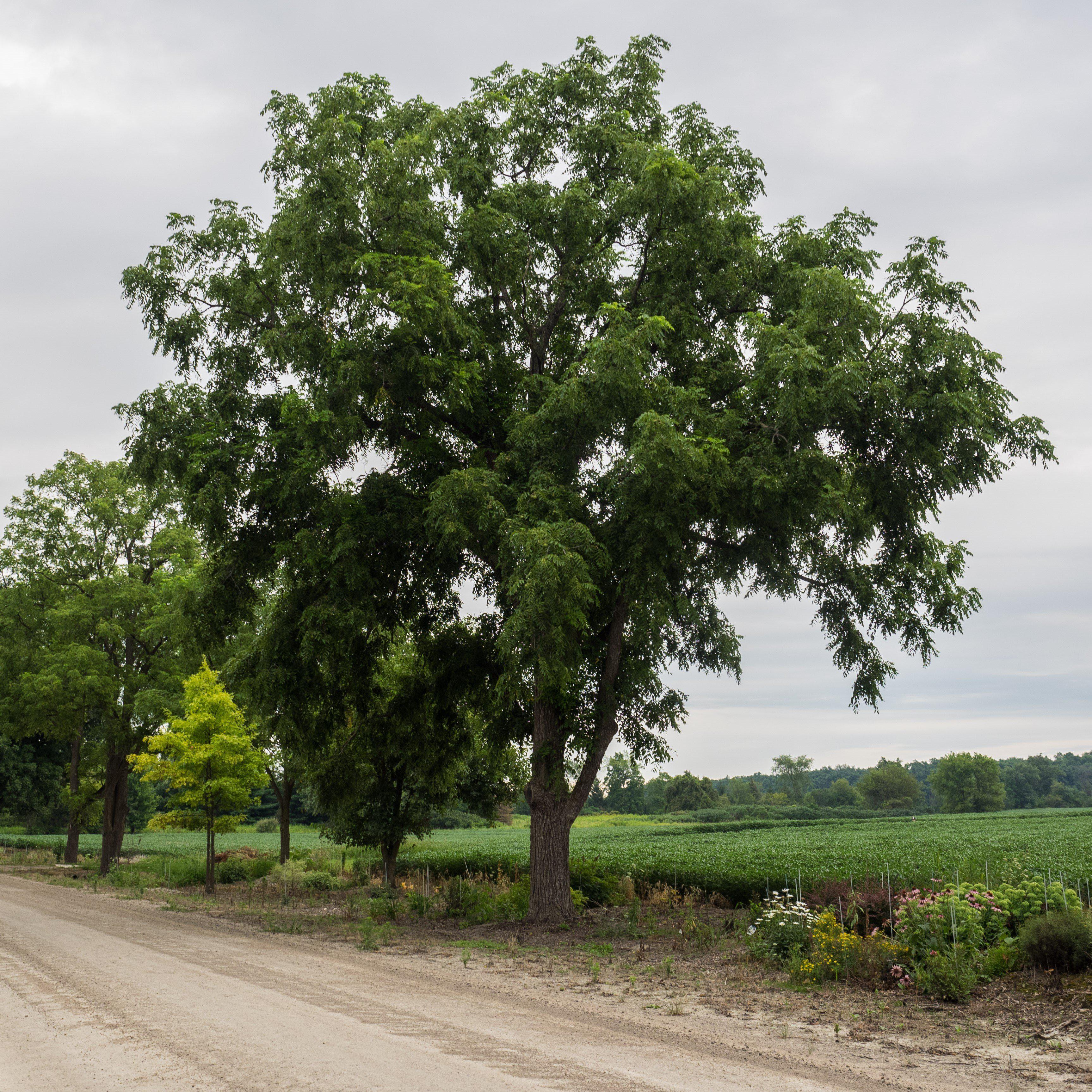 Walnut Tree, Black Walnut