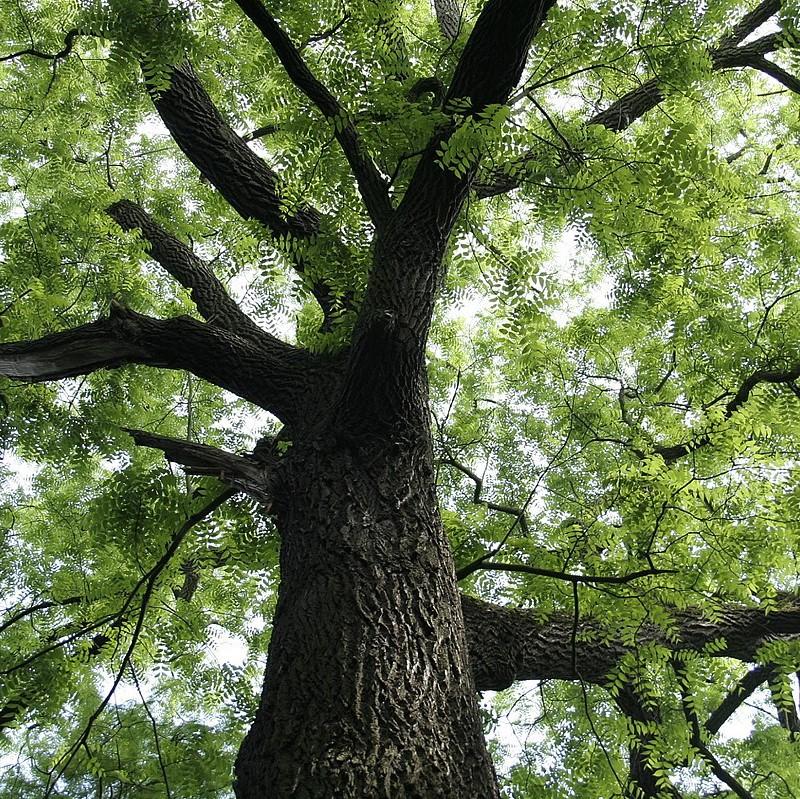 Walnut Tree, Black Walnut - Image 2